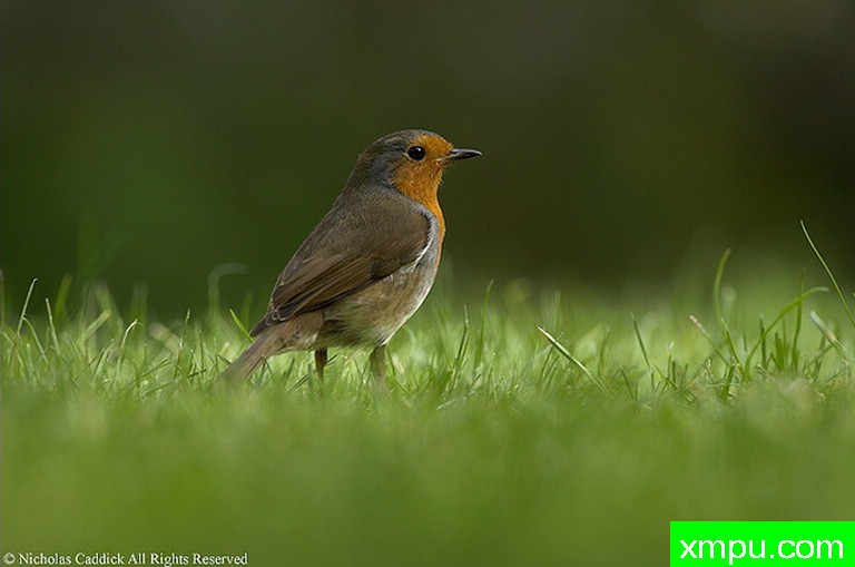 知更鸟--摄影师：尼克卡迪克