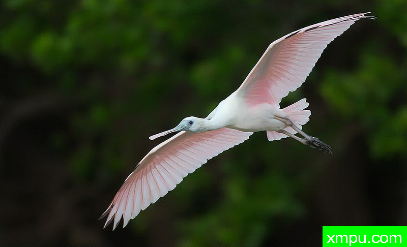 粉翅---著名摄影师：罗尔夫Hicker。自然摄影[美国]