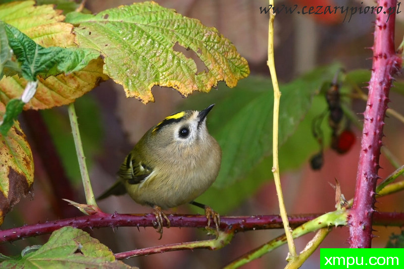 轩辕轩辕十四---著名摄影师：Cezar摄影