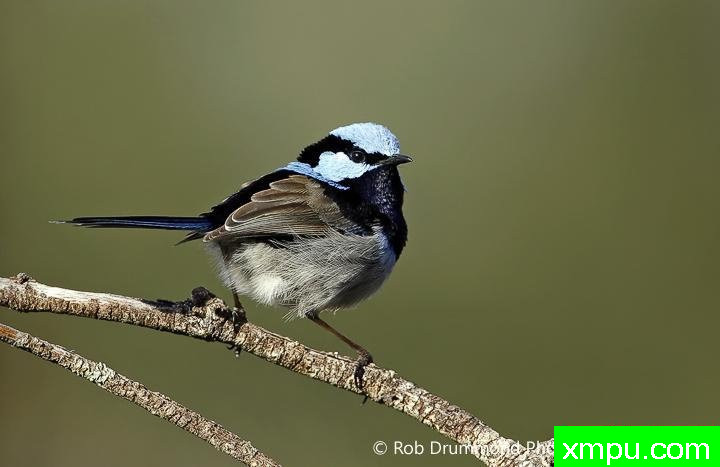 维多利亚鸟[澳大利亚]--著名荒野摄影师：罗布德拉蒙德摄影