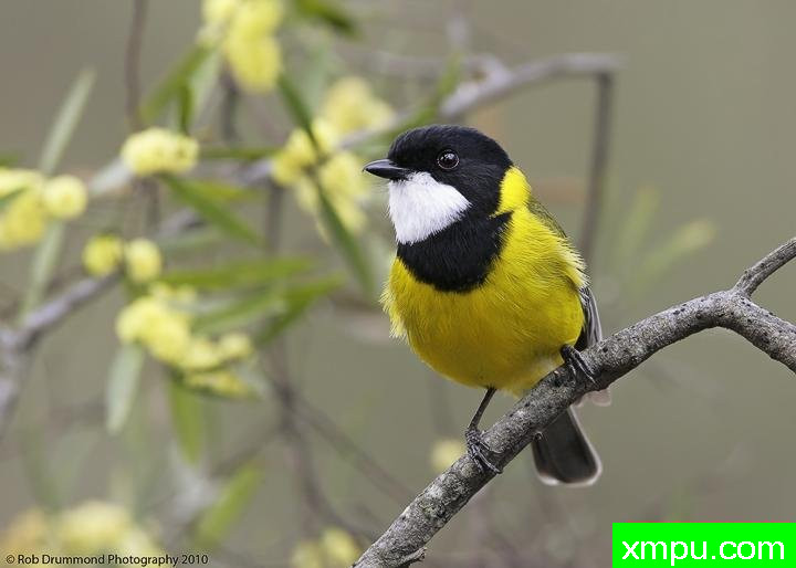 白喉金惠斯勒雀---著名荒野摄影师：奥弗利维摄影