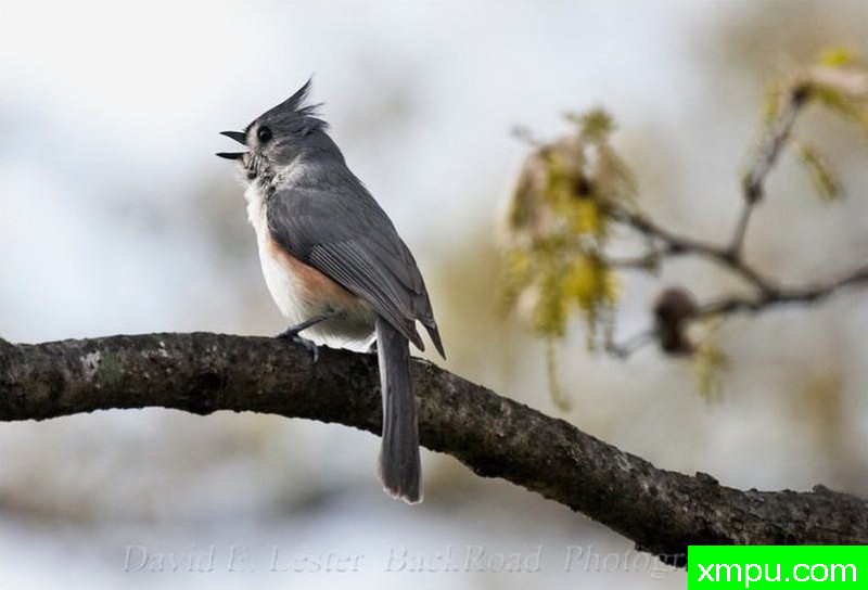 蓝凤雀--著名摄影师：大卫莱斯特é 摄影