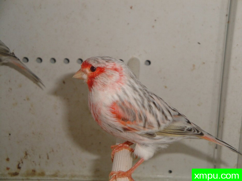 金丝雀-红眉玛瑙---著名摄影师：mapassion593112摄影