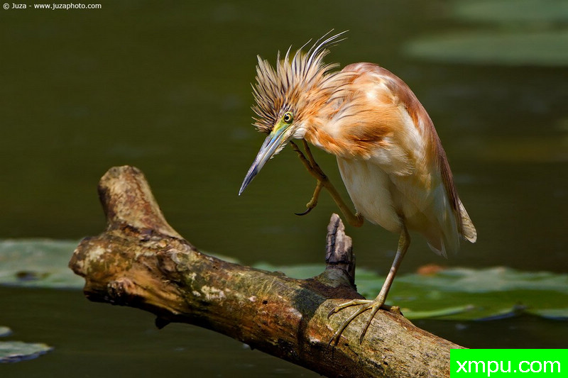 池鹭--摄影师：Juza电子艺界-意大利