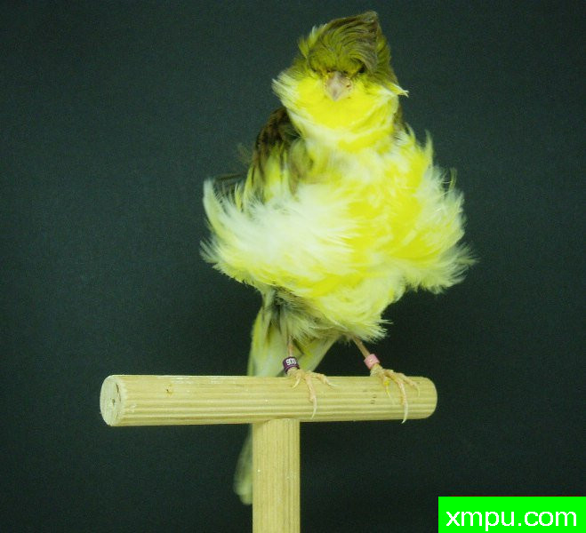 金丝雀--自绿色北荷兰褶边--摄影师：德卡纳里斯摄影[法国]