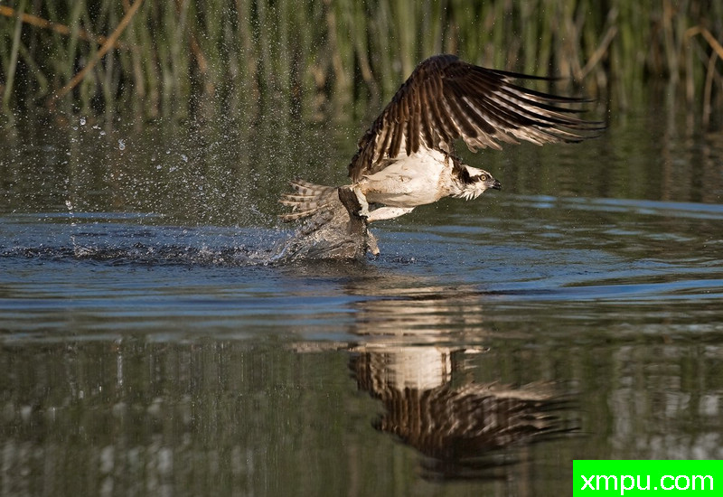 一击成功-- 荒野摄影师：蒙斯廷内特摄影