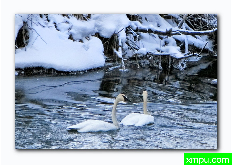 冬季天鹅--著名户外自然摄影师：琳达戴维森摄影