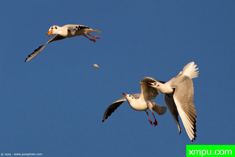 （黑色头鸥）--摄影师：Juza电子艺界-意大利
