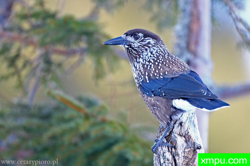 胡桃夹子---著名摄影师：Cezar摄影