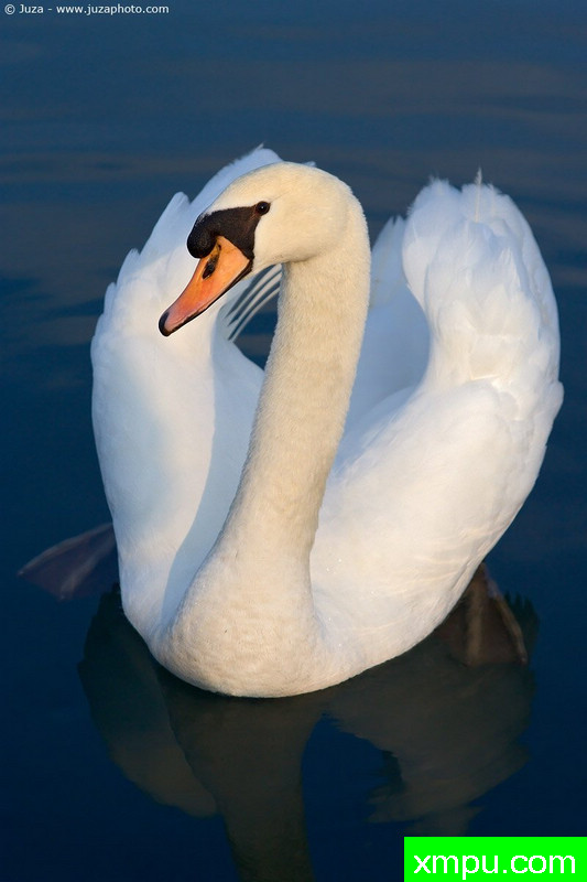疣鼻天鹅--摄影师：Juza电子艺界-意大利