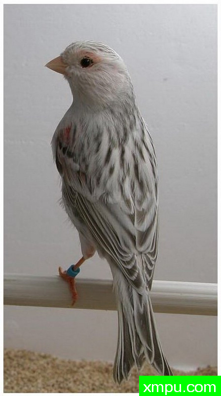 金丝雀--红点灰蛇纹 --著名摄影师：贡萨洛Basurto Antolin摄影