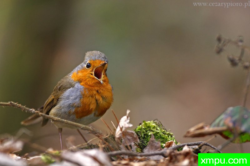 罗宾（Erithacus rubecula）---著名摄影师：Cezar摄影