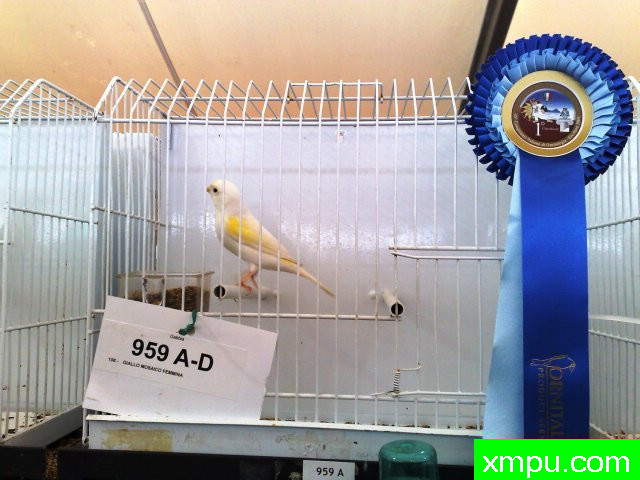 金丝雀2011---冠军的光彩[意大利][打开音箱-配曲自动播放][七]