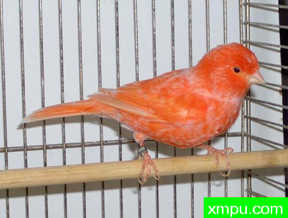 金丝雀2011---冠军的光彩[意大利][打开音箱-配曲自动播放][七]