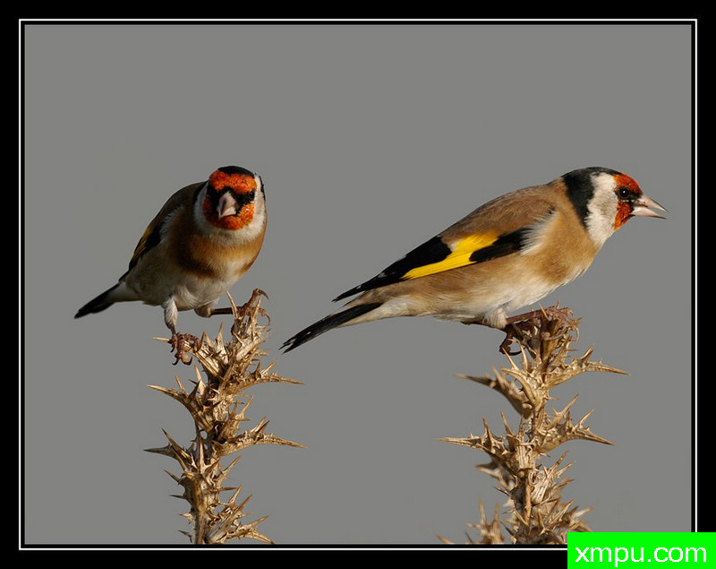 黄雀---摄影师： Giangiorgio Crisponi摄影