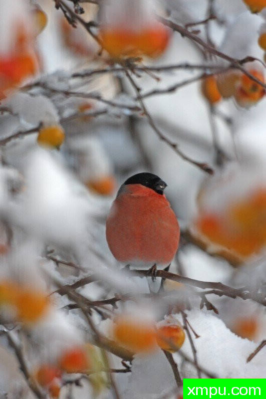 《栖息在树上的红腹黑雀》Charles Everitt