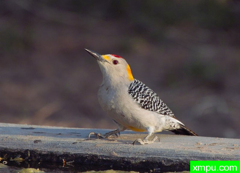 北部闪烁---摄影师：巴里河伯德摄影