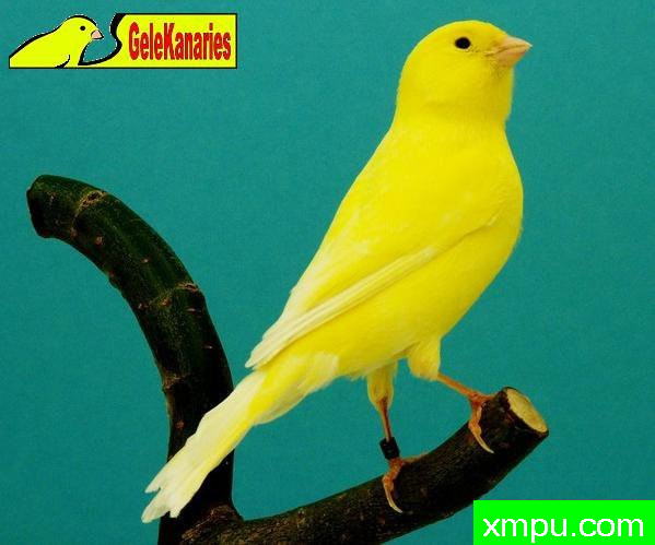 黄希梅尔玉鸟02--摄影培育师：gelekanaries摄影[法国]