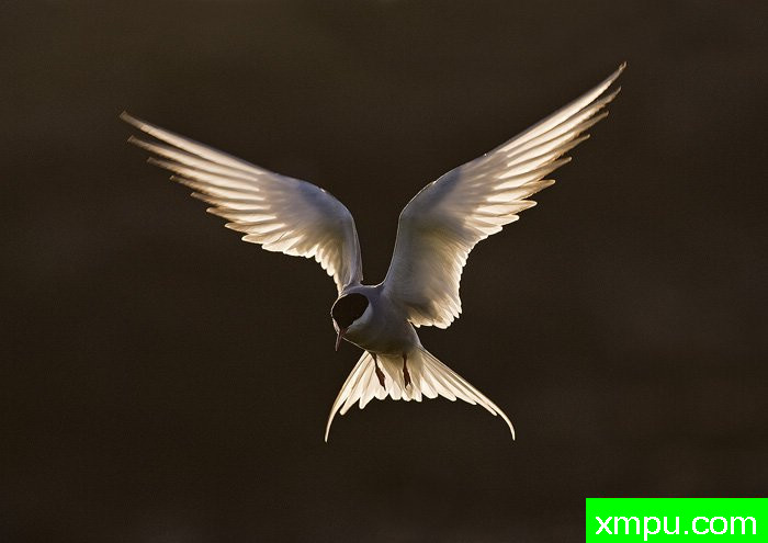 北极燕鸥---摄影师：爱德华兹摄影