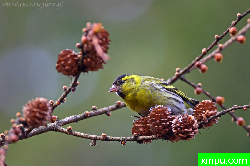 黄雀Spinus---著名摄影师：Cezar摄影