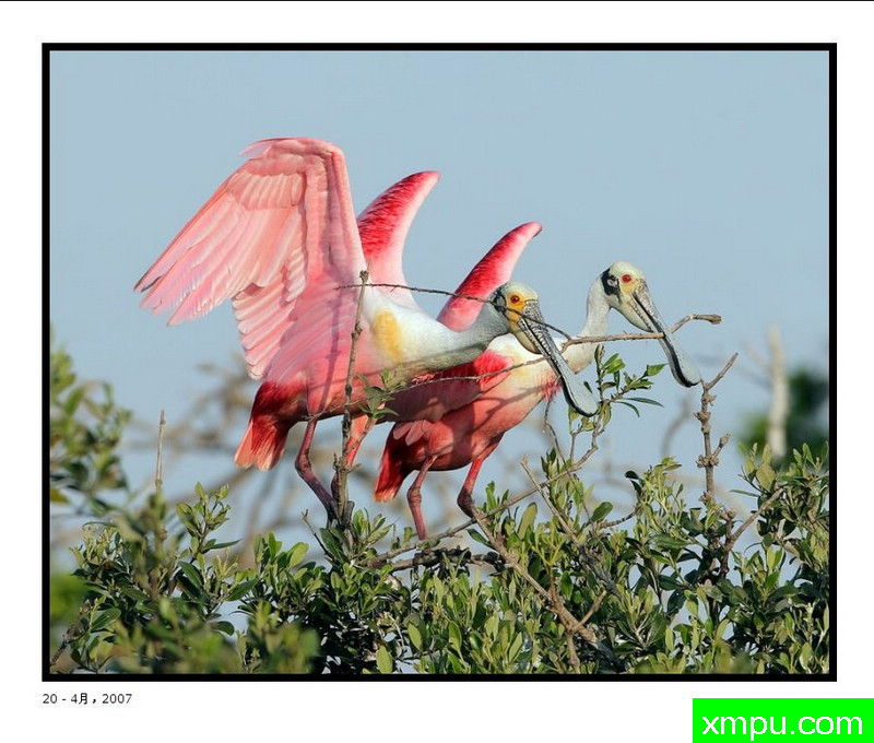 嵌套Roseates照片 - 大卫肖万张照片