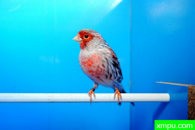 胭脂红沙玛瑙----摄影师：BATTAGLIA64[意大利]