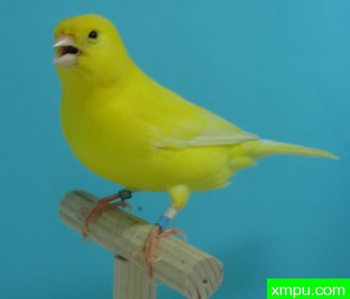 金丝雀2012---流行的色彩[法国][打开音箱-配曲自动播放]