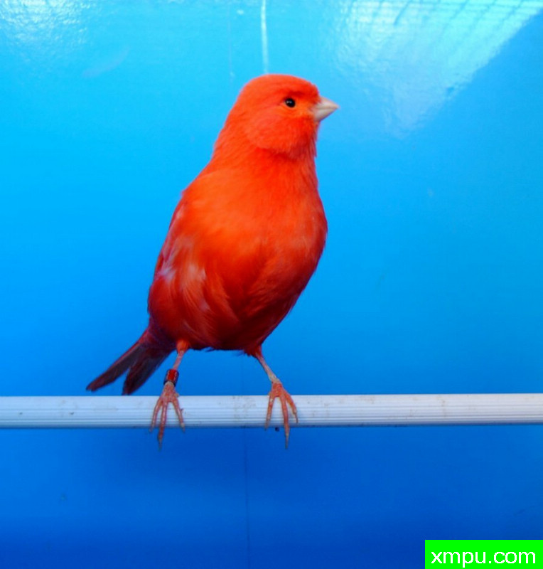 金丝雀--红炎----摄影师：BATTAGLIA64[意大利]