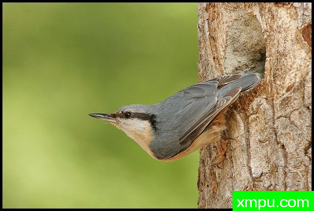 西塔油橄榄--著名摄影师：丹尼斯帕特里克洛伦茨摄影