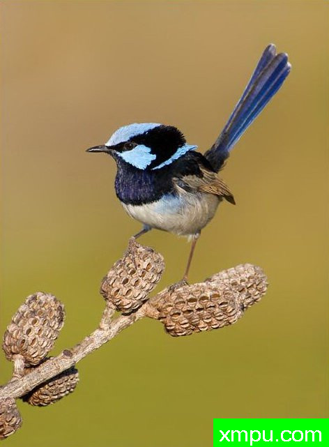 蓝喉雀01---著名荒野摄影师：奥弗利维摄影