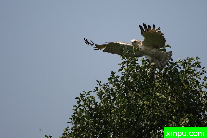 起飞---著名摄影师：Cezar摄影