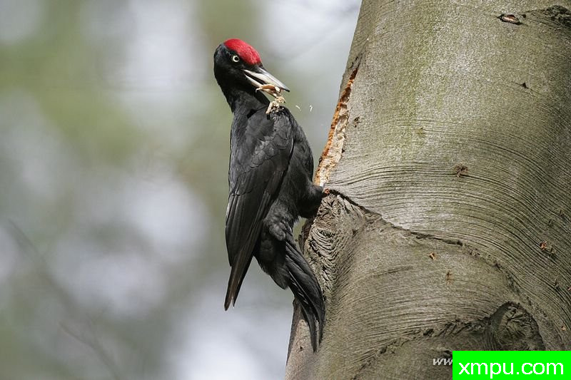 黑啄木鸟（Dryocopus ---著名摄影师：Cezar摄影