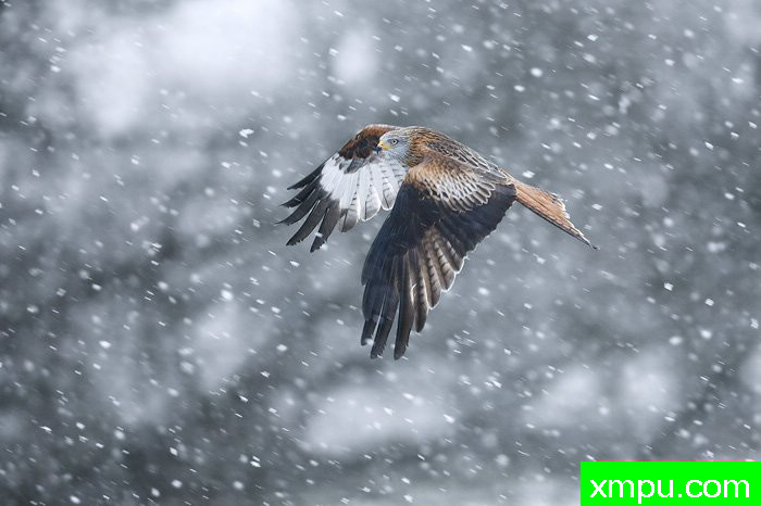 雪中的飞翔---摄影师：爱德华兹摄影
