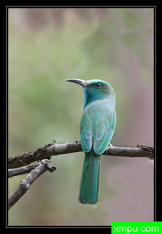 蓝胡子蜂鸟--摄影培育师：阿吉特Huilgol 摄影[美国]