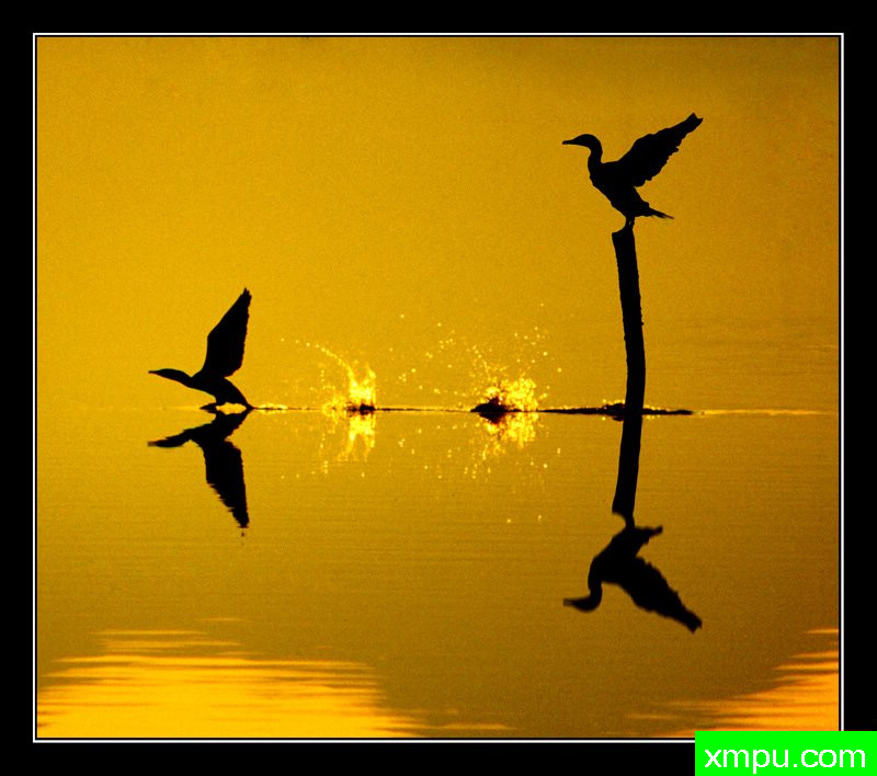 鸬鹚[撒丁岛] ---摄影师： Giangiorgio Crisponi摄影