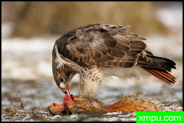 红尾鹰--著名摄影师：丹尼斯帕特里克洛伦茨摄影