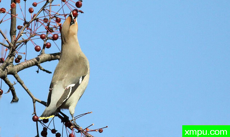太平鸟觅食图004-著名自然摄影师：风邪摄影