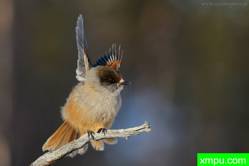 西伯利亚鸦2（Perisoreus Infaustus）---著名摄影师：Cezar摄影