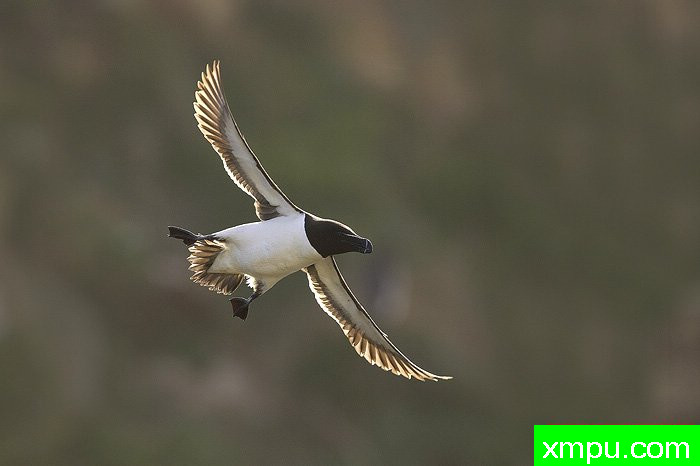 拉佐比尔在飞行---摄影师：爱德华兹摄影