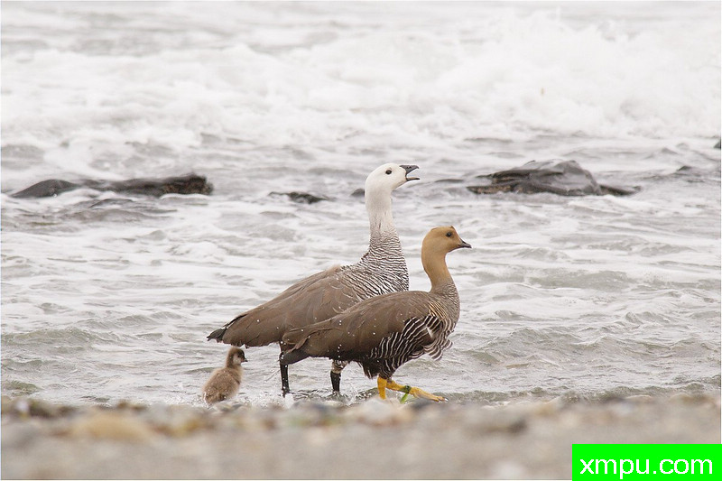陆地棉鹅---著名自然摄影师： 艾蒂安Artigau 摄影[美国]