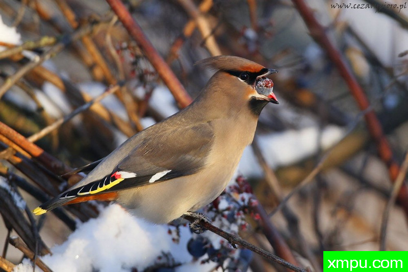 瓦克斯温（太平鸟冬季） ---著名摄影师：Cezar摄影