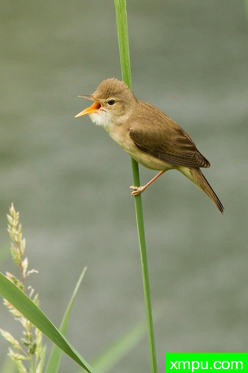 沼泽莺--著名摄影师：丹尼斯帕特里克洛伦茨摄影