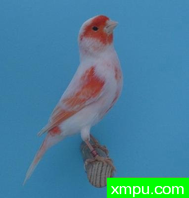 stam飞鸟逼真的lipo马赛克红--摄影培育师：Chappe皮埃尔摄影[法