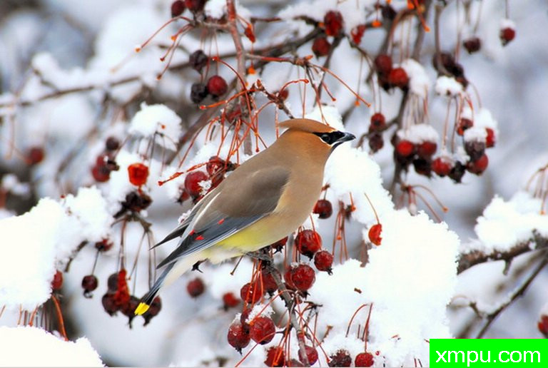 太平鸟 --摄影师：彼得伊瓦诺斯基摄影