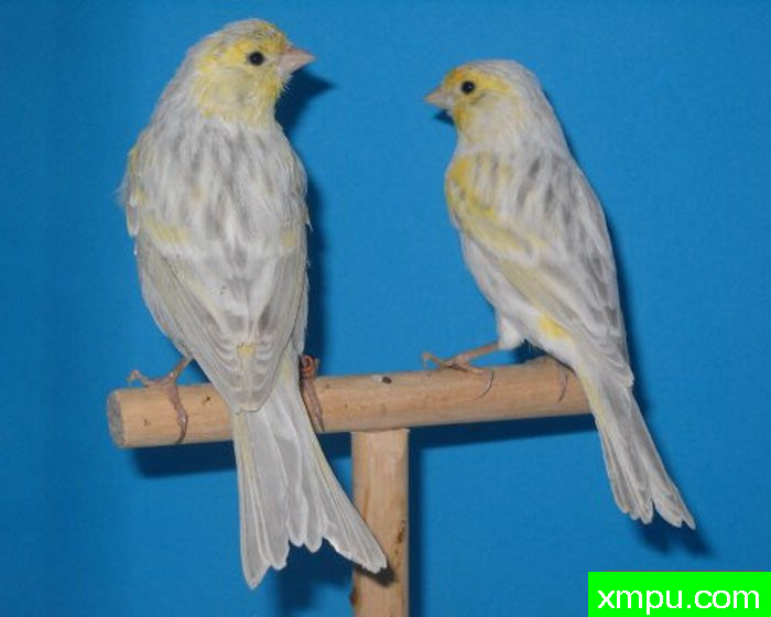 金丝雀--你认为我! ! ! ! ! ! ! ! ! !--摄影培育师：范国祥摄影[