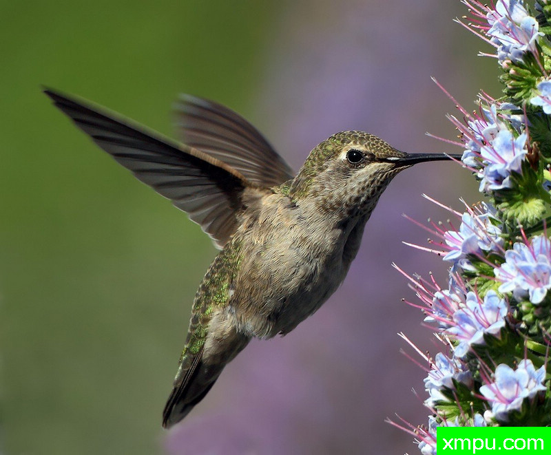 黄霭玲01---著名摄影师：TMJ摄影[美国]