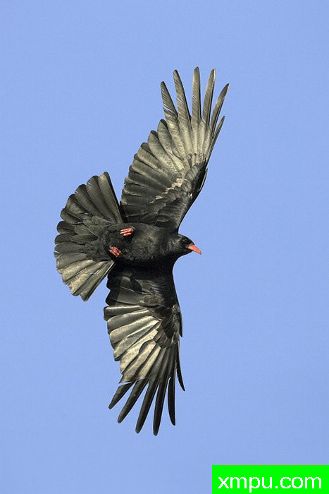 红嘴山鸦在飞行---摄影师：爱德华兹摄影