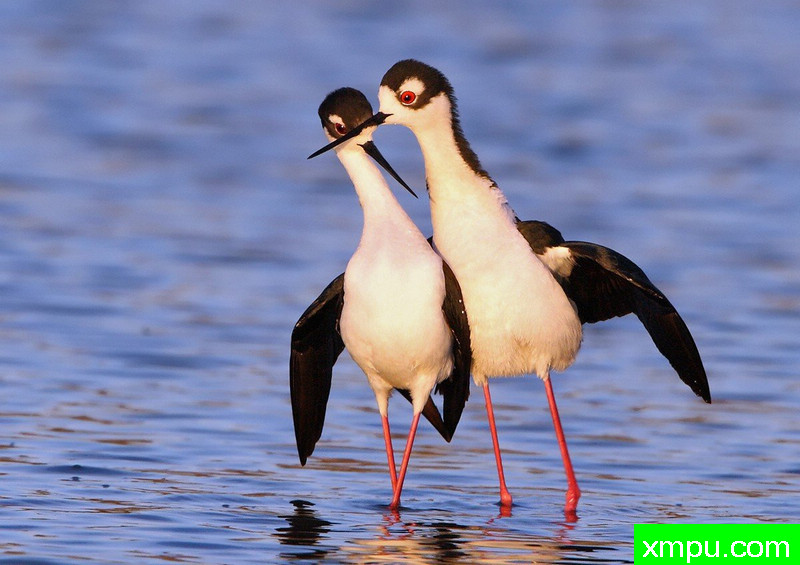 恋人！-著名摄影师：TMJ摄影[美国]