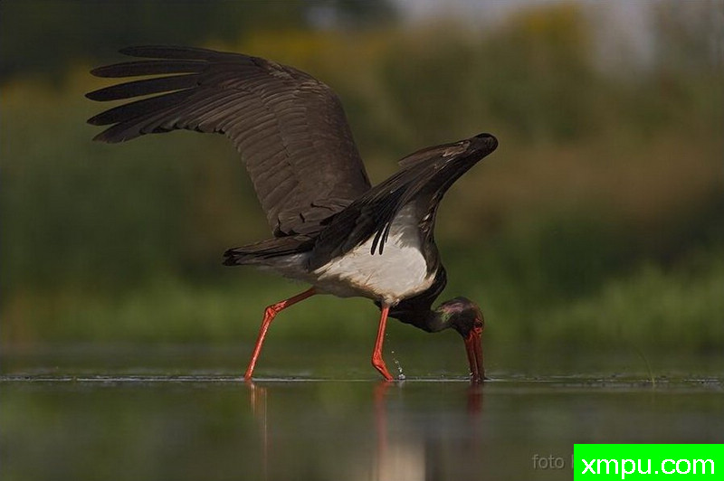 黑鹳（黑鹳）---著名荒野摄影师：克里斯托弗Sztaba 摄影