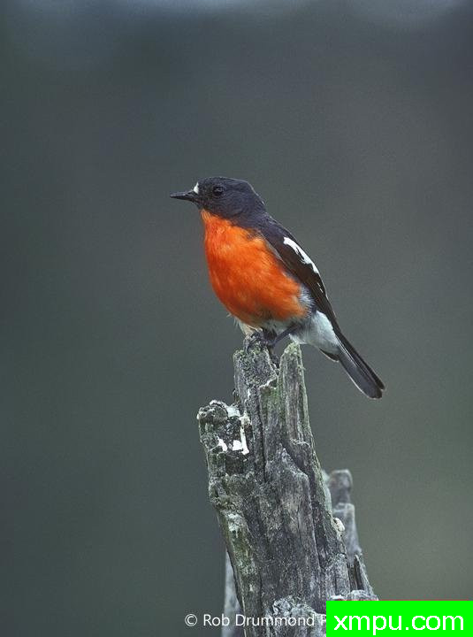 火焰罗宾1[澳大利亚]--著名荒野摄影师：罗布德拉蒙德摄影